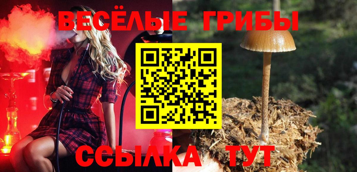 Галлюциногенные грибы Psilocybe  Вход с VPN  Кореновск 